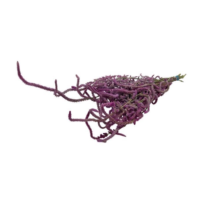 <h4>Bunch Snake Limonium L55</h4>