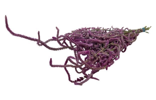 Bunch Snake Limonium L55