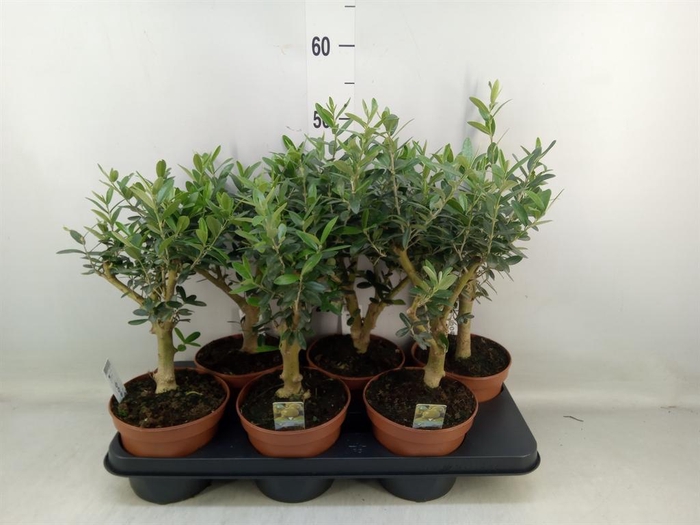 <h4>Olea europaea</h4>