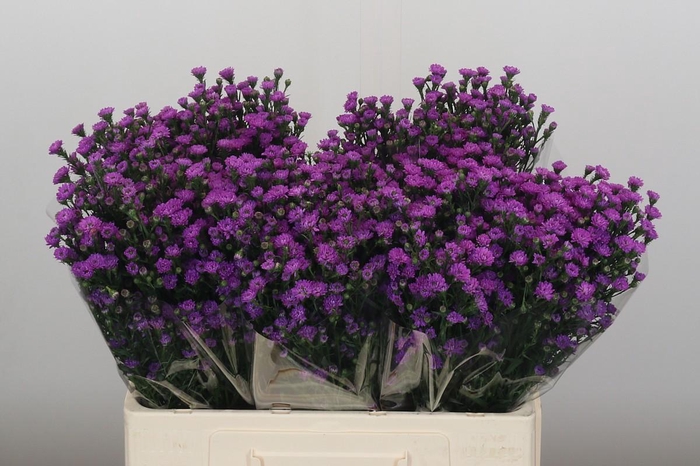 <h4>Aster Baby Pink</h4>