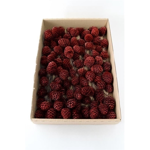 Leucadendron murii o/dr. rood