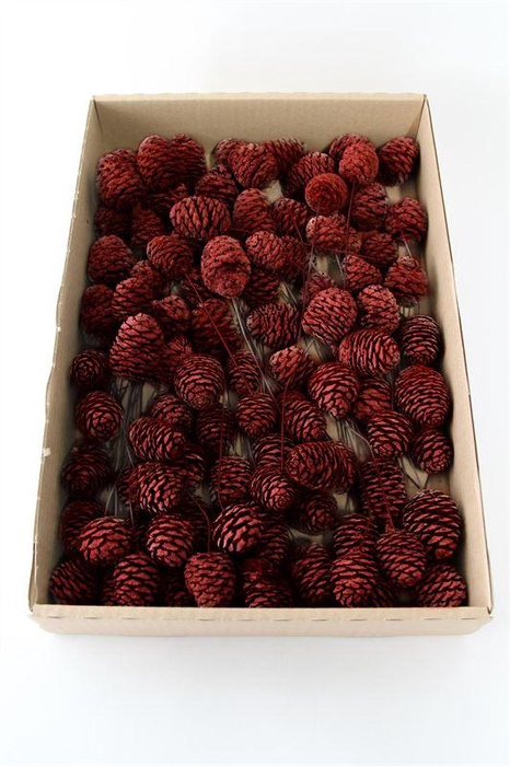 <h4>Leucadendron murii o/dr. rood</h4>