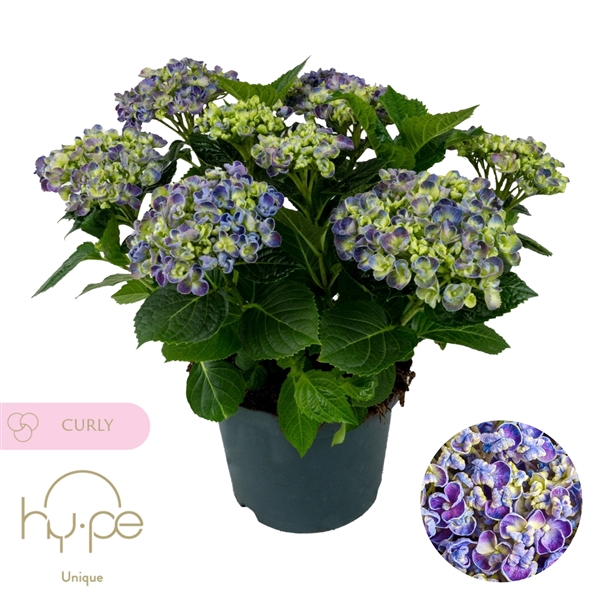 <h4>Hydrangea Curly Wurly Blue 7+ | Hy-pe Unique</h4>