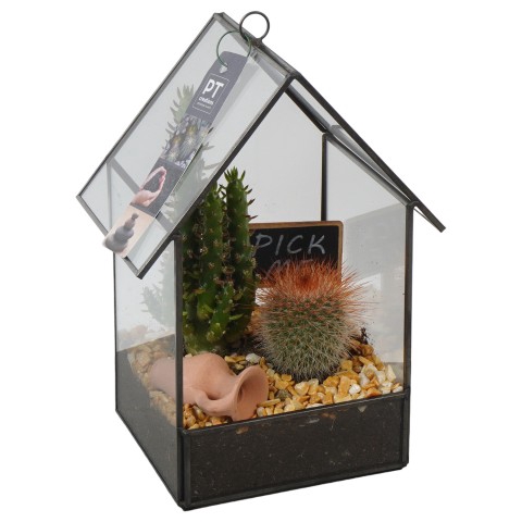 <h4>PTCT3802 Arrangementen Cactus</h4>