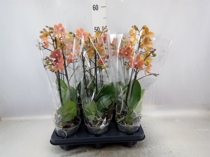 <h4>Phalaenopsis multi. 'FC SunsetLove'</h4>