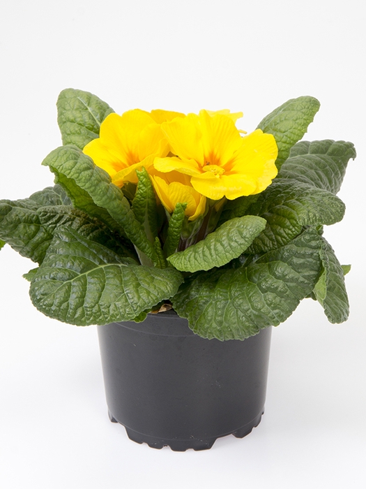 <h4>PRIMULA VULGARIS-HYBRID</h4>