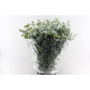 Euca Cinerea 400 Gram Extra Fr
