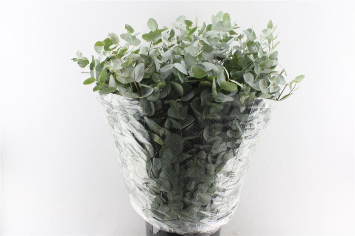 <h4>Euca Cinerea 400 Gram Extra Fr</h4>