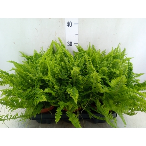 Nephrolepis exal. 'Vitale'