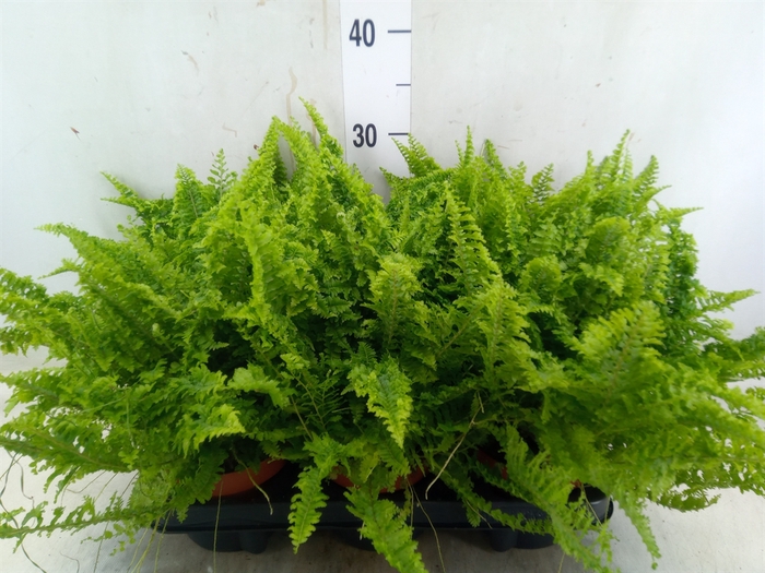 <h4>Nephrolepis exal. 'Vitale'</h4>