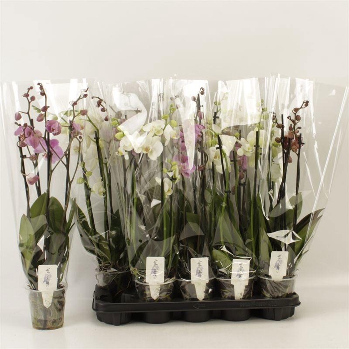 <h4>PHAL MIX 4 TAK</h4>