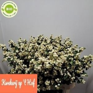 <h4>Sympho Magic Lemon Lime GE Op Hof</h4>