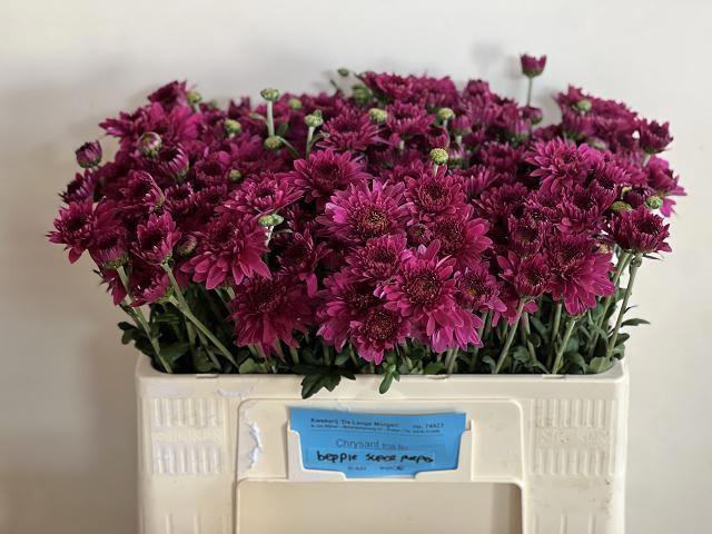 <h4>CHR T BEP SUP PURPER</h4>