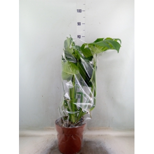 Monstera delic.