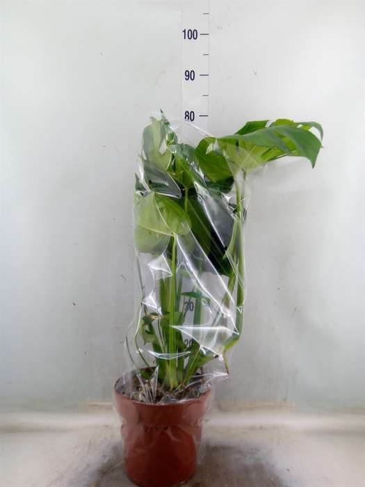 <h4>Monstera delic.</h4>