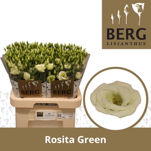 Lisianthus Rosita Green