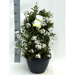 SOLANUM JASMINOIDES