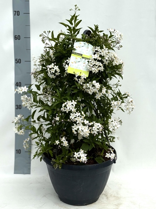 <h4>SOLANUM JASMINOIDES</h4>