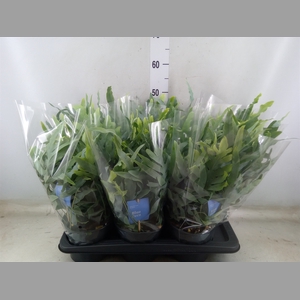 Phlebodium aureum 'Blue Star'