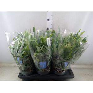 Phlebodium aureum 'Blue Star'