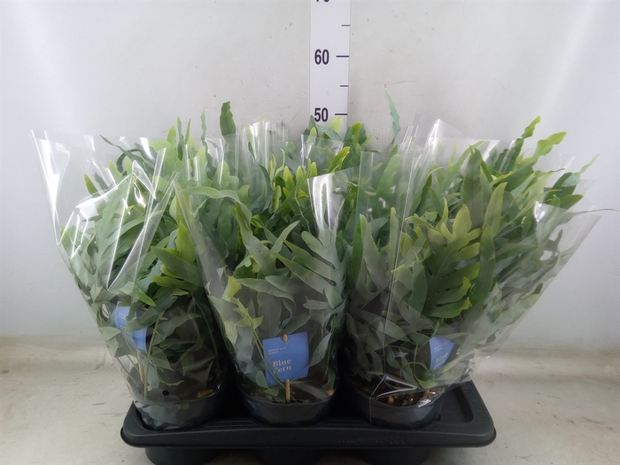 <h4>Phlebodium aureum 'Blue Star'</h4>