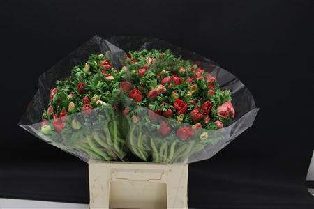 <h4>Anem Extra Rood</h4>