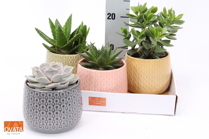 <h4>SUCC GEM 4 SRT</h4>