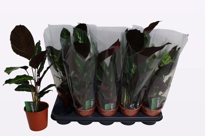 <h4>CALAT GEM 3 SRT</h4>