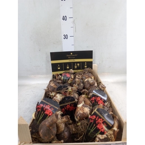 Hippeastrum   ...flowerbulbs