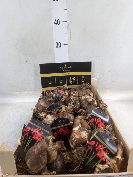 <h4>Hippeastrum   ...flowerbulbs</h4>