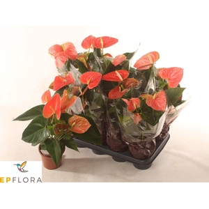 ANTHU AN PR OF ORANG