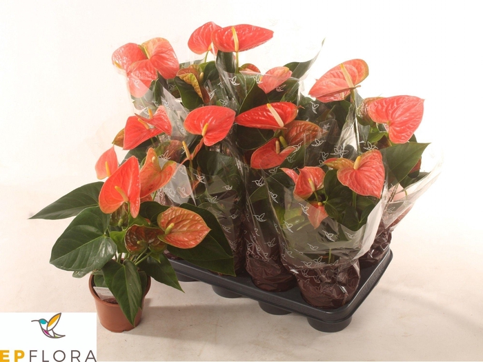 <h4>ANTHU AN PR OF ORANG</h4>