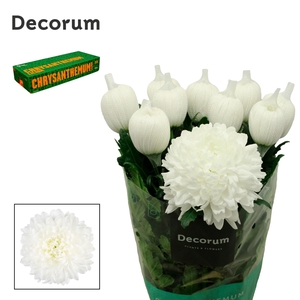 Chrysanten Chr G Antonov