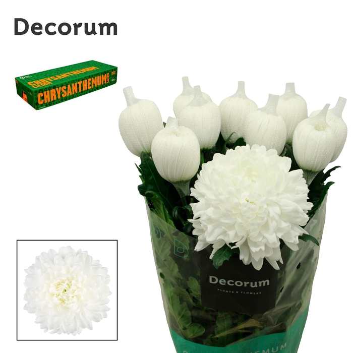<h4>Chrysanten Chr G Antonov</h4>