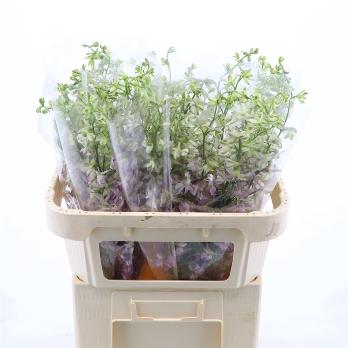 <h4>Delphinium Lady</h4>