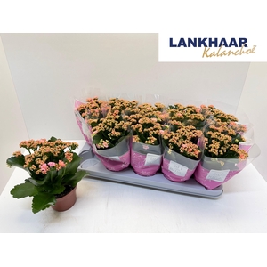 KAL GE PERFECTA PINK