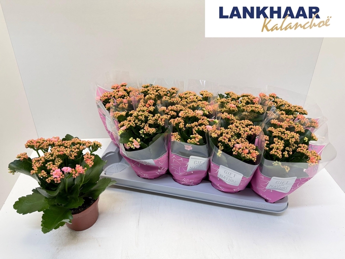 <h4>KAL GE PERFECTA PINK</h4>