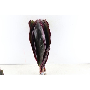 Cordyline Big Red 50cm