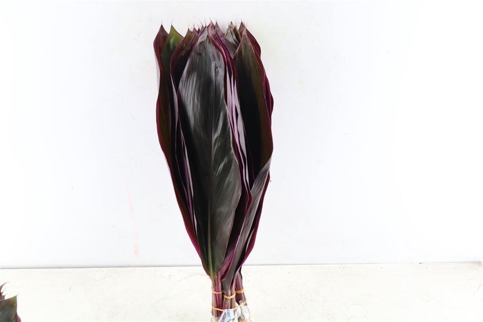 <h4>Cordyline Big Red 50cm</h4>