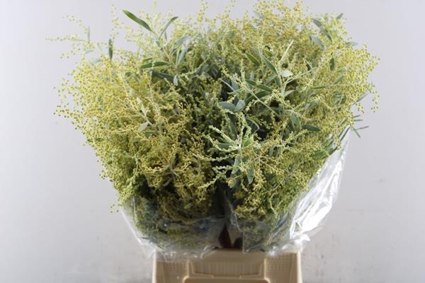 <h4>Acac X Hamburyana Bs</h4>