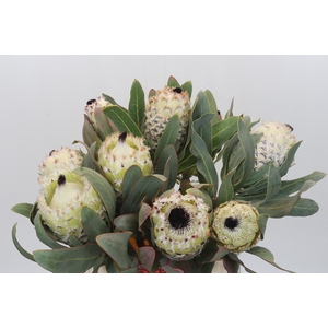Protea Barbigera Ice Queen