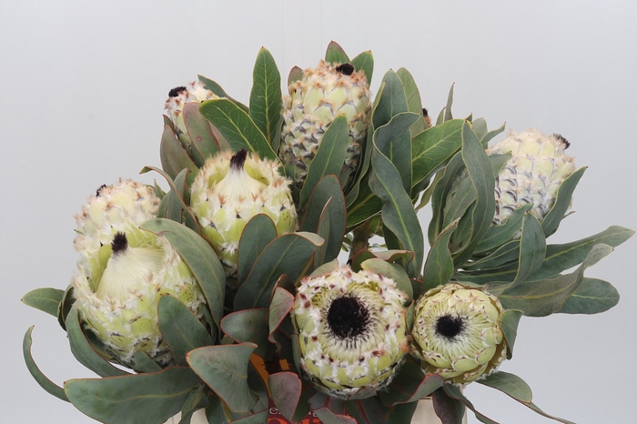 Protea Barbigera Ice Queen