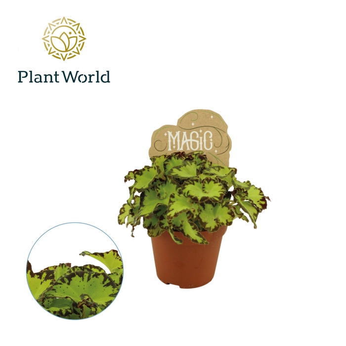 <h4>Begonia rex Jive</h4>