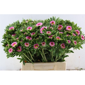 Callistephus Matsum Pink
