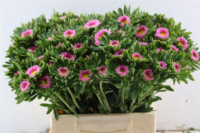 <h4>Callistephus Matsum Pink</h4>