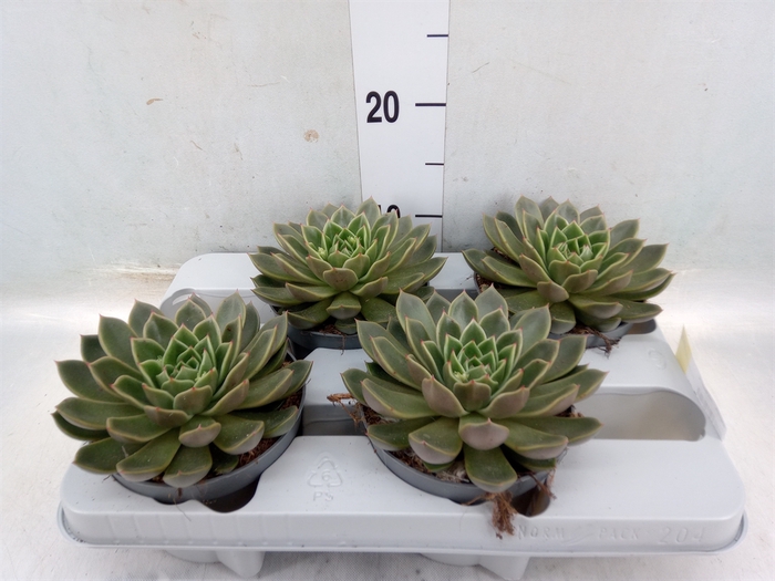 <h4>Echeveria   ...not flowering</h4>