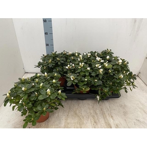 RHODO SI WITTE VOGEL