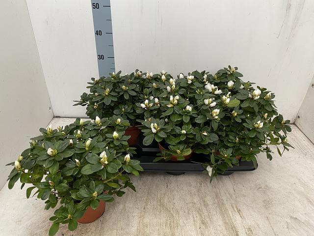 <h4>RHODO SI WITTE VOGEL</h4>