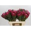 Protea Brenda
