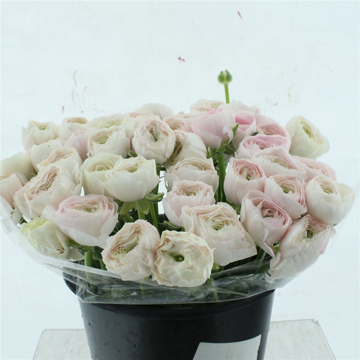 <h4>Ran Su Sr Hanoi Super</h4>